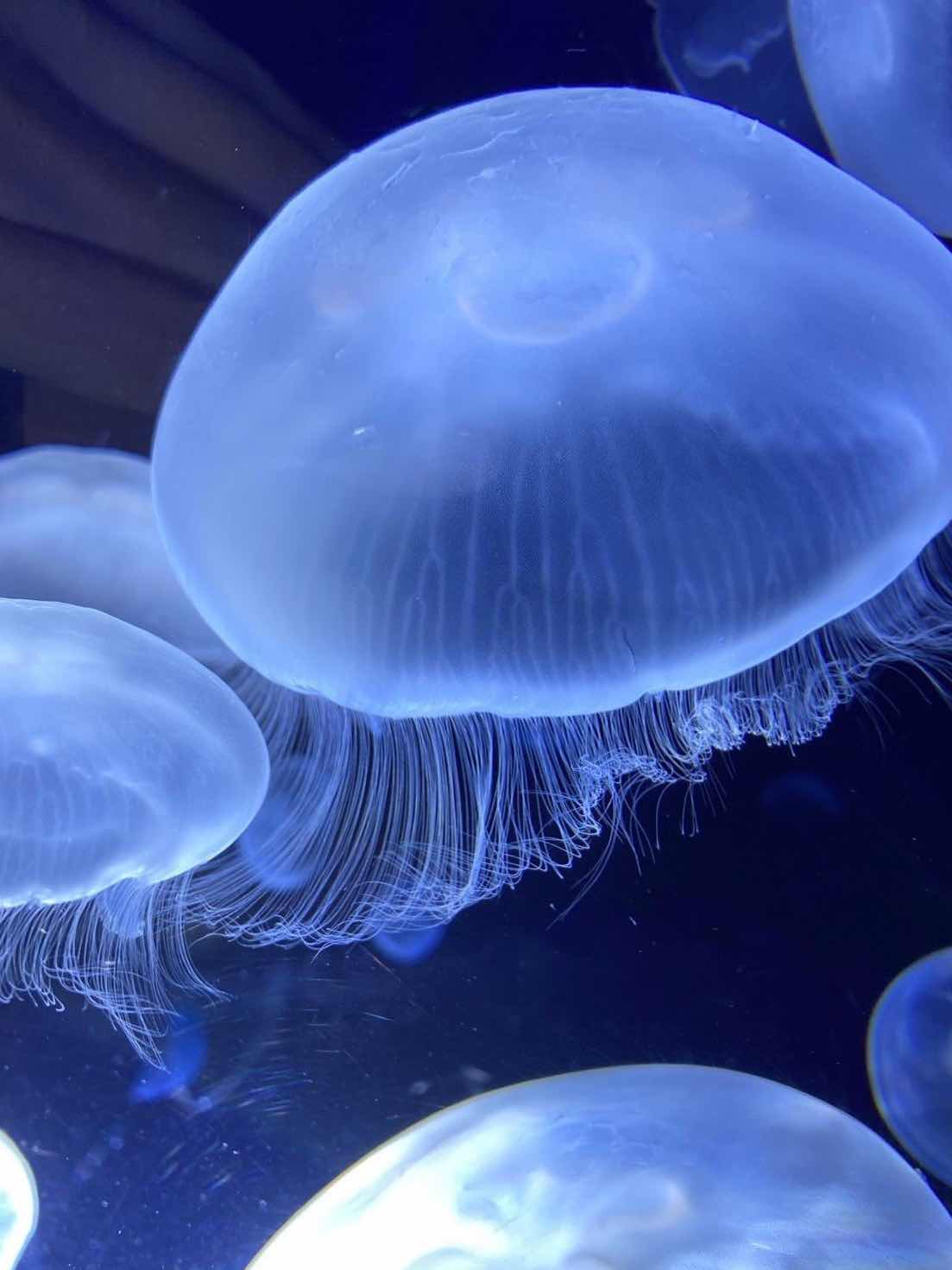 あの子は海月が大好き