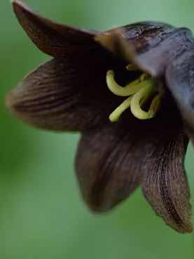 クロユリさんの噂話