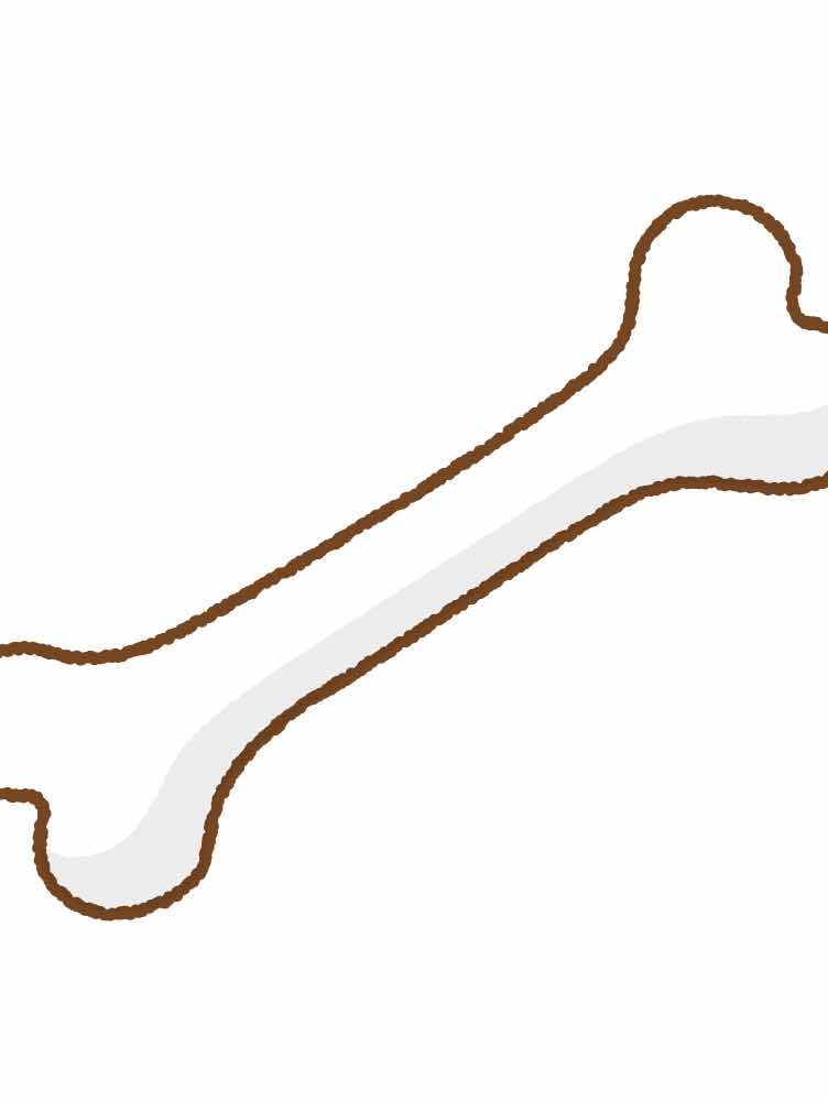 Q、骨の魅力を教えてください。