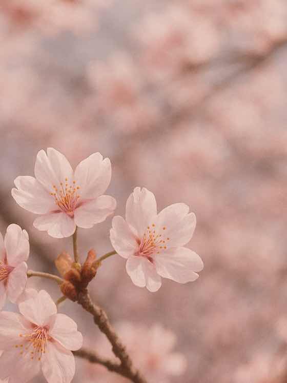 二人は動じない