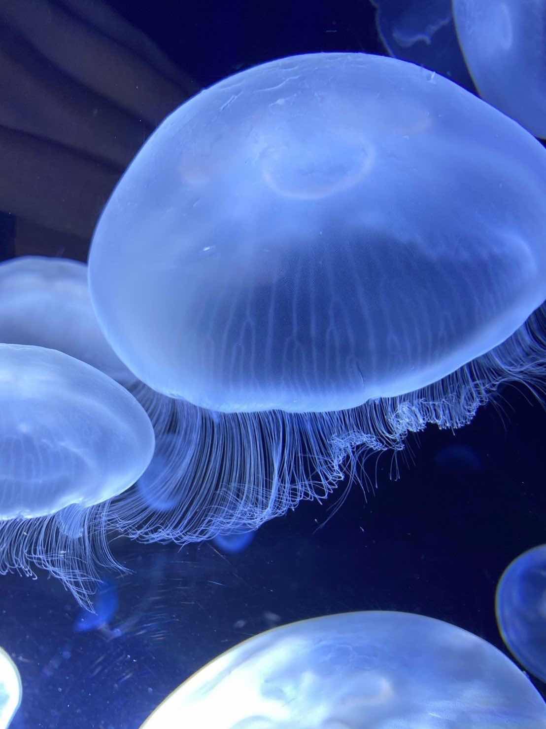 あの子は海月が大好き