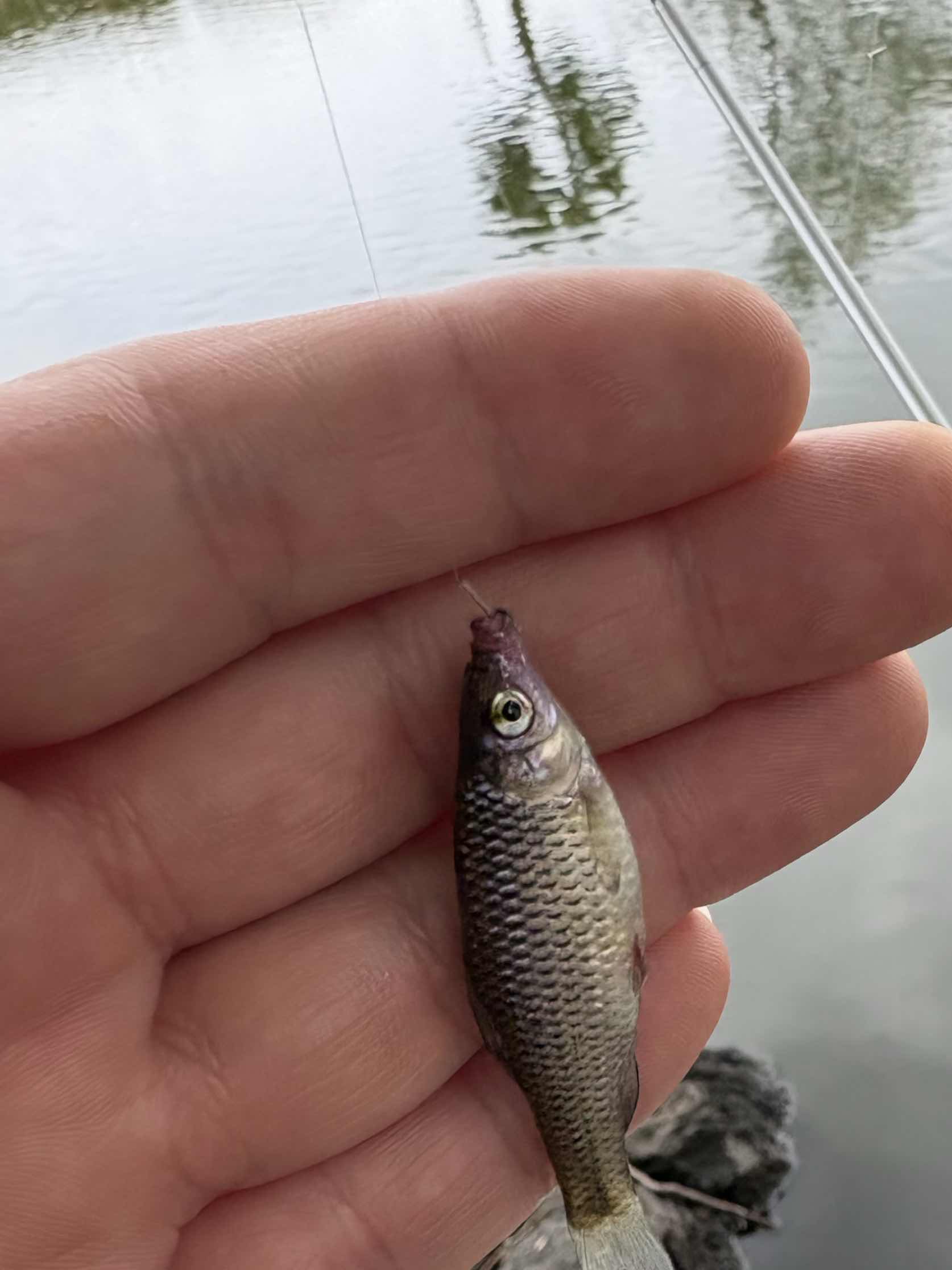 魚