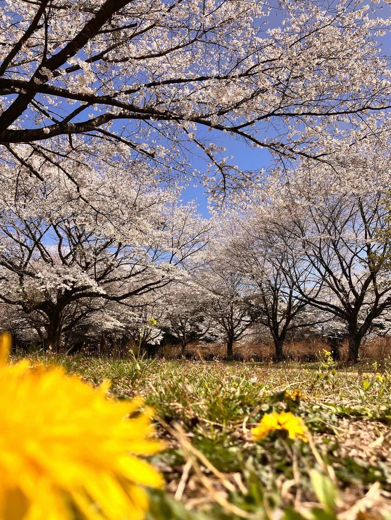 桜雨〜サクラメ〜