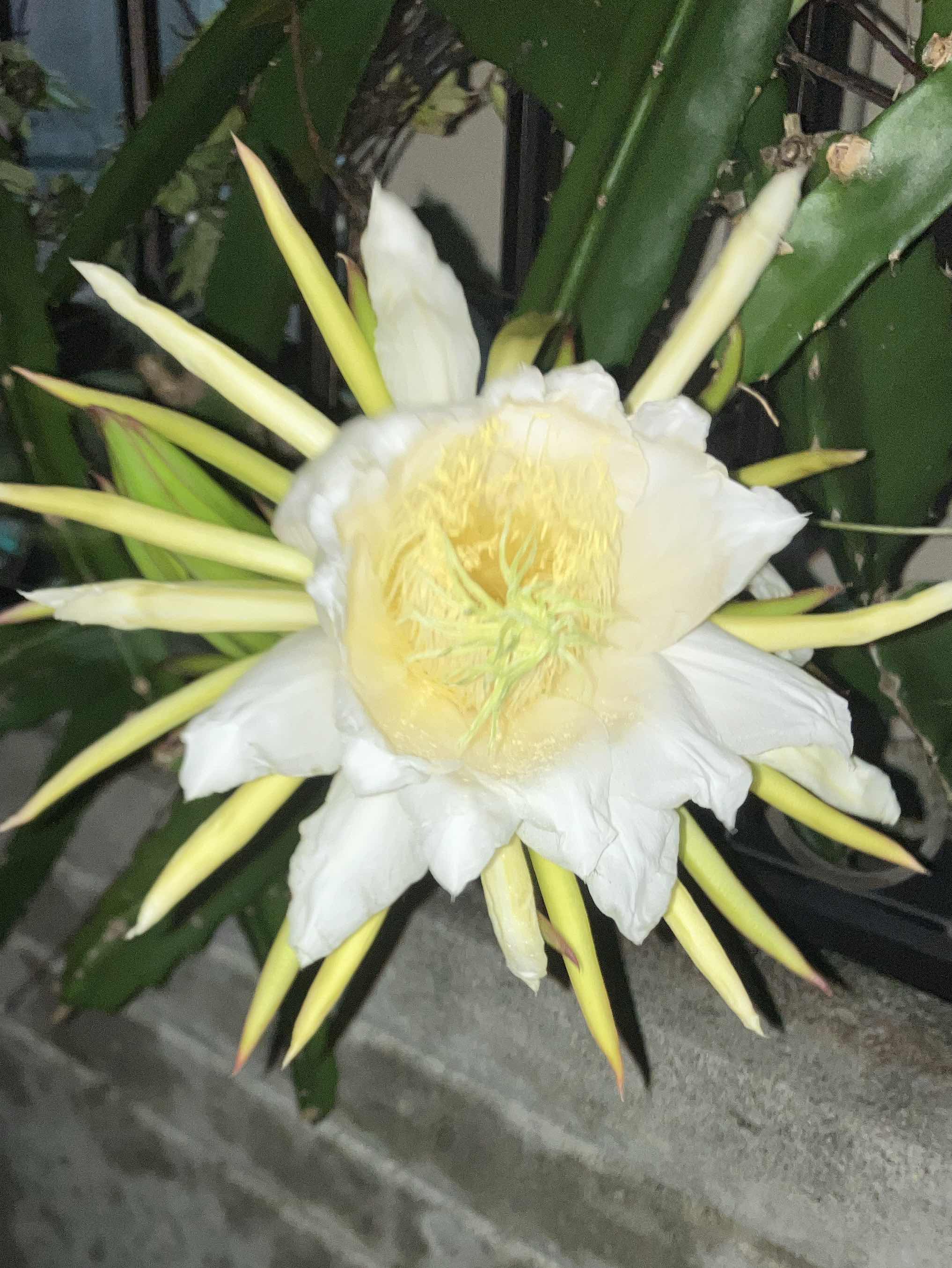 一夜だけの白い花