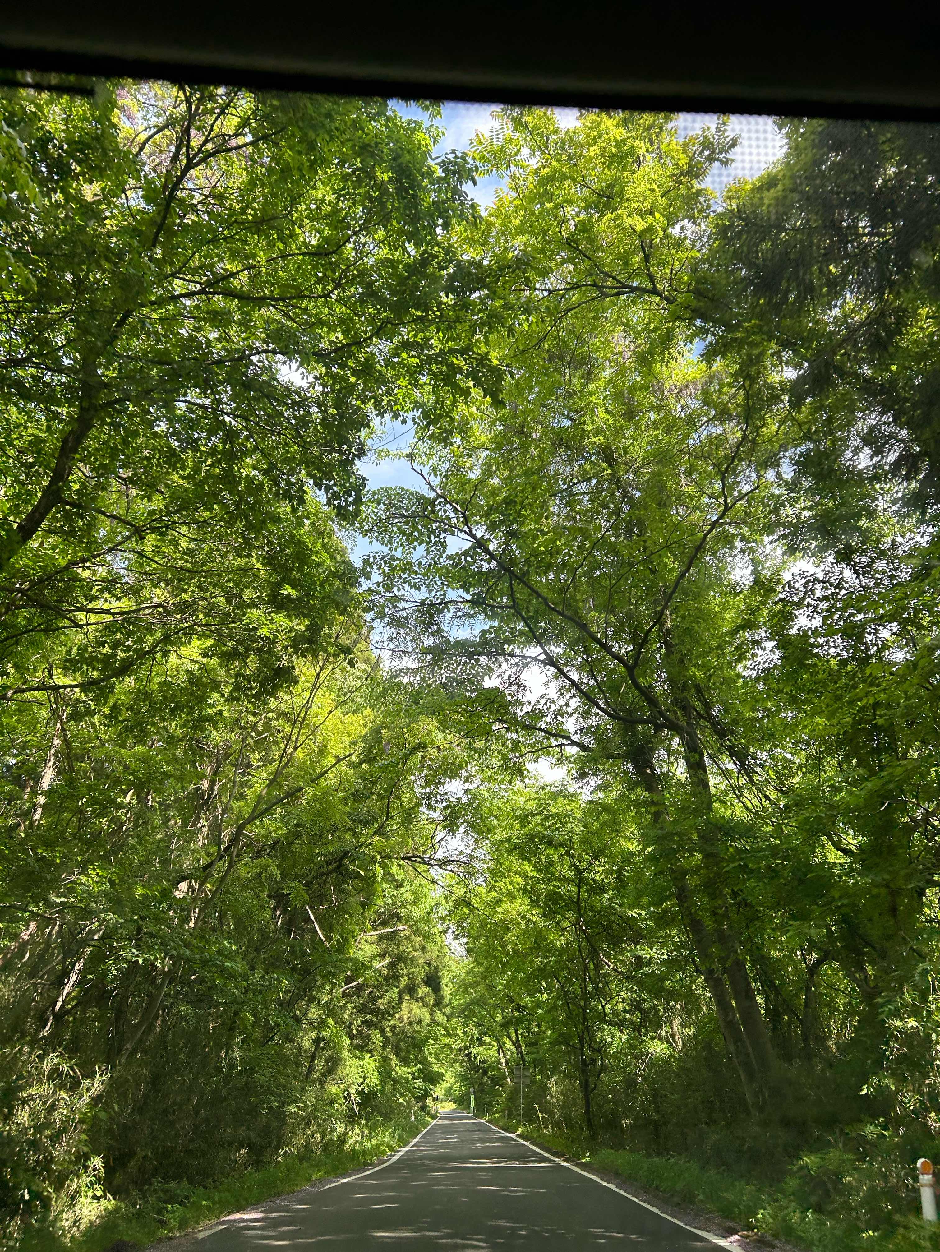 桜と｢さくら｣ 2話  桜も終わりだね。