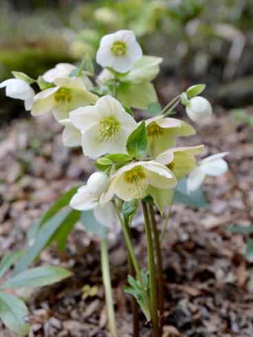 クリスマスローズ