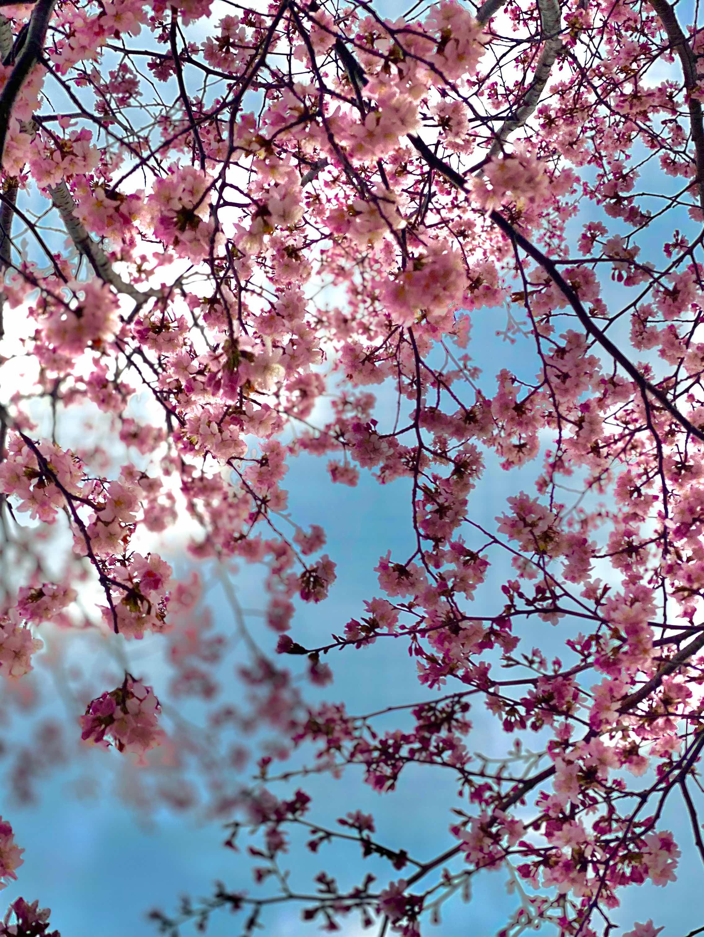 桜の下で君とまた出会えるのなら