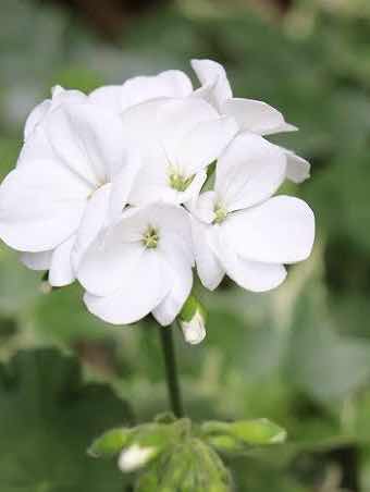 白いゼラニウム