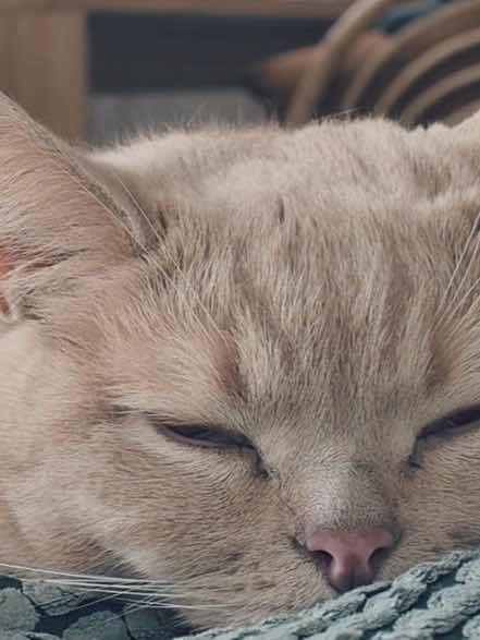 爺ネコ〈物語〉～【中編】～