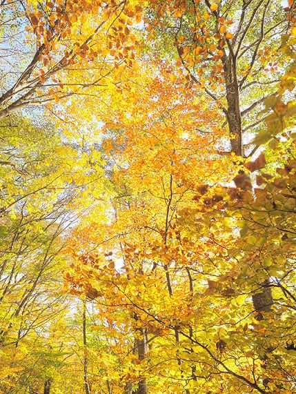 恋する季節-秋の行方-