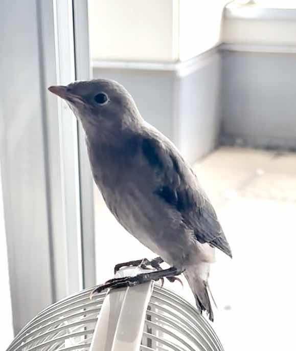 チョコブラウニー