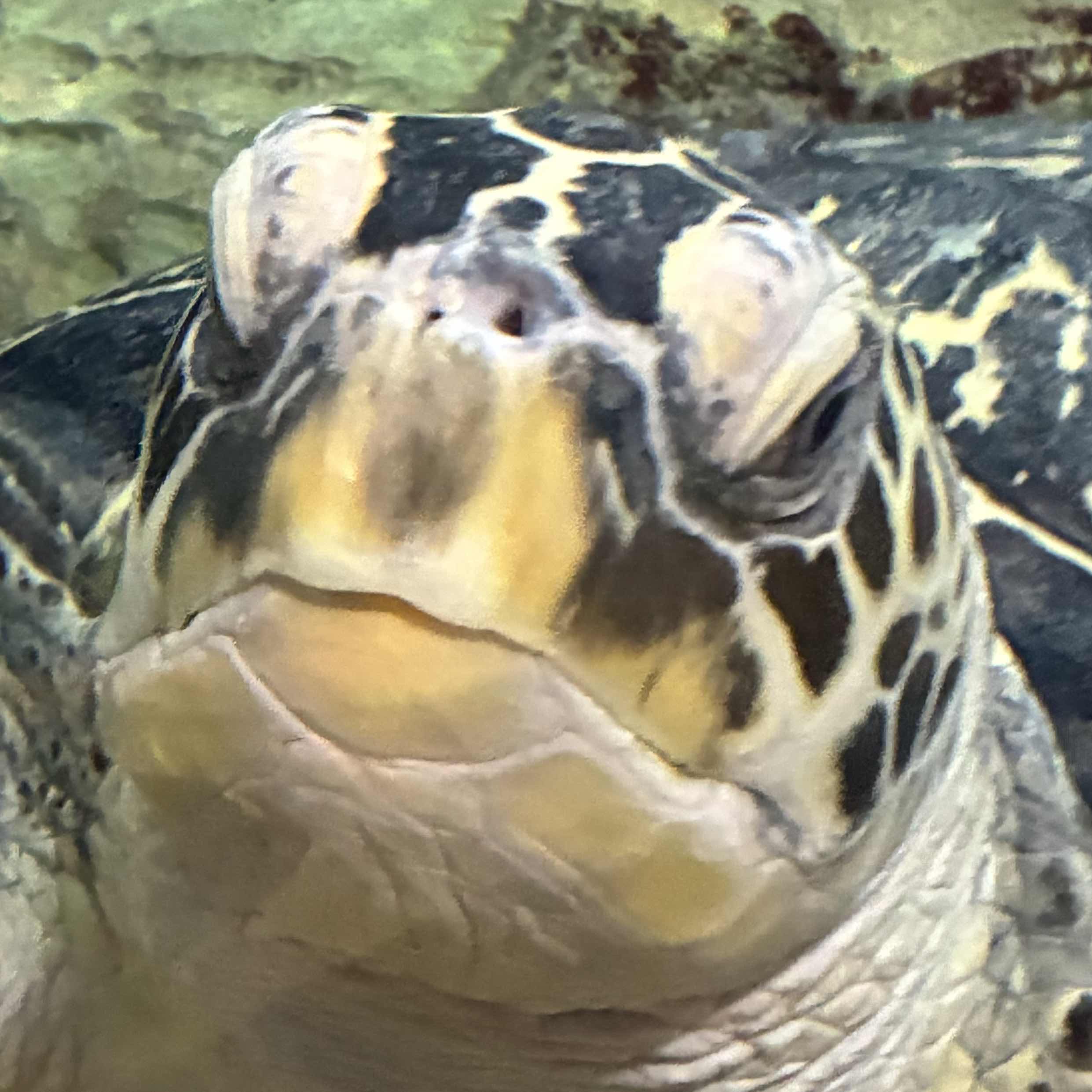 愛染明王