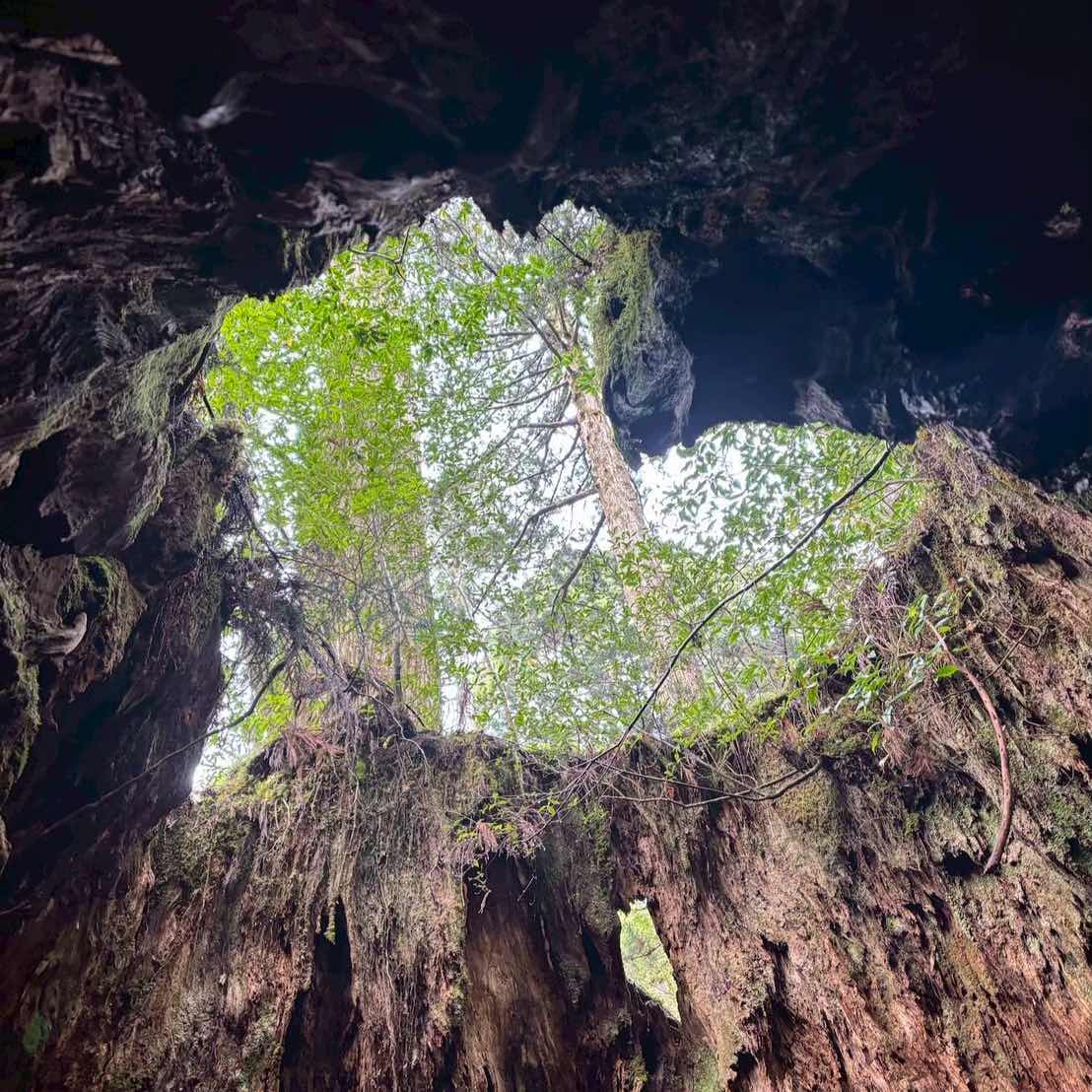 茶丸