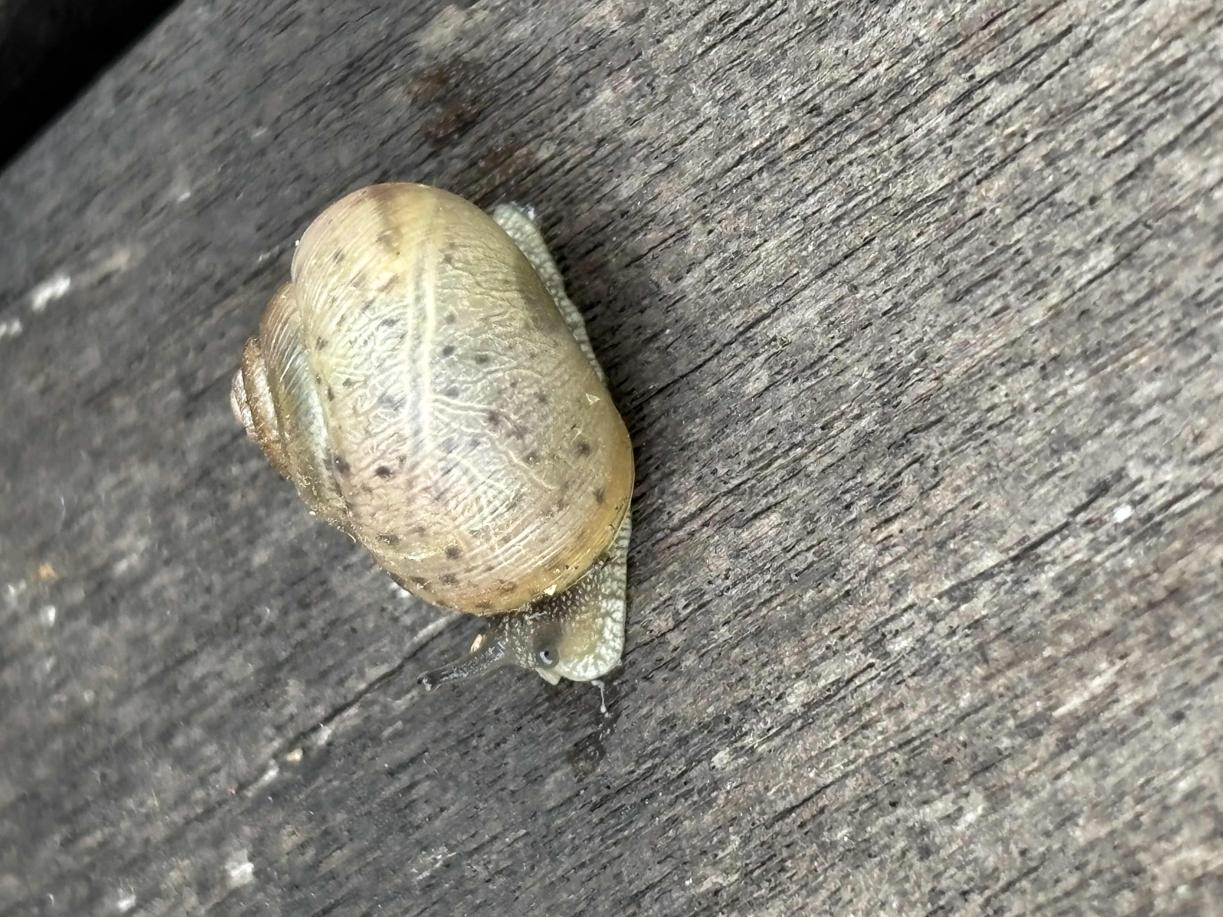 かたかたつむり