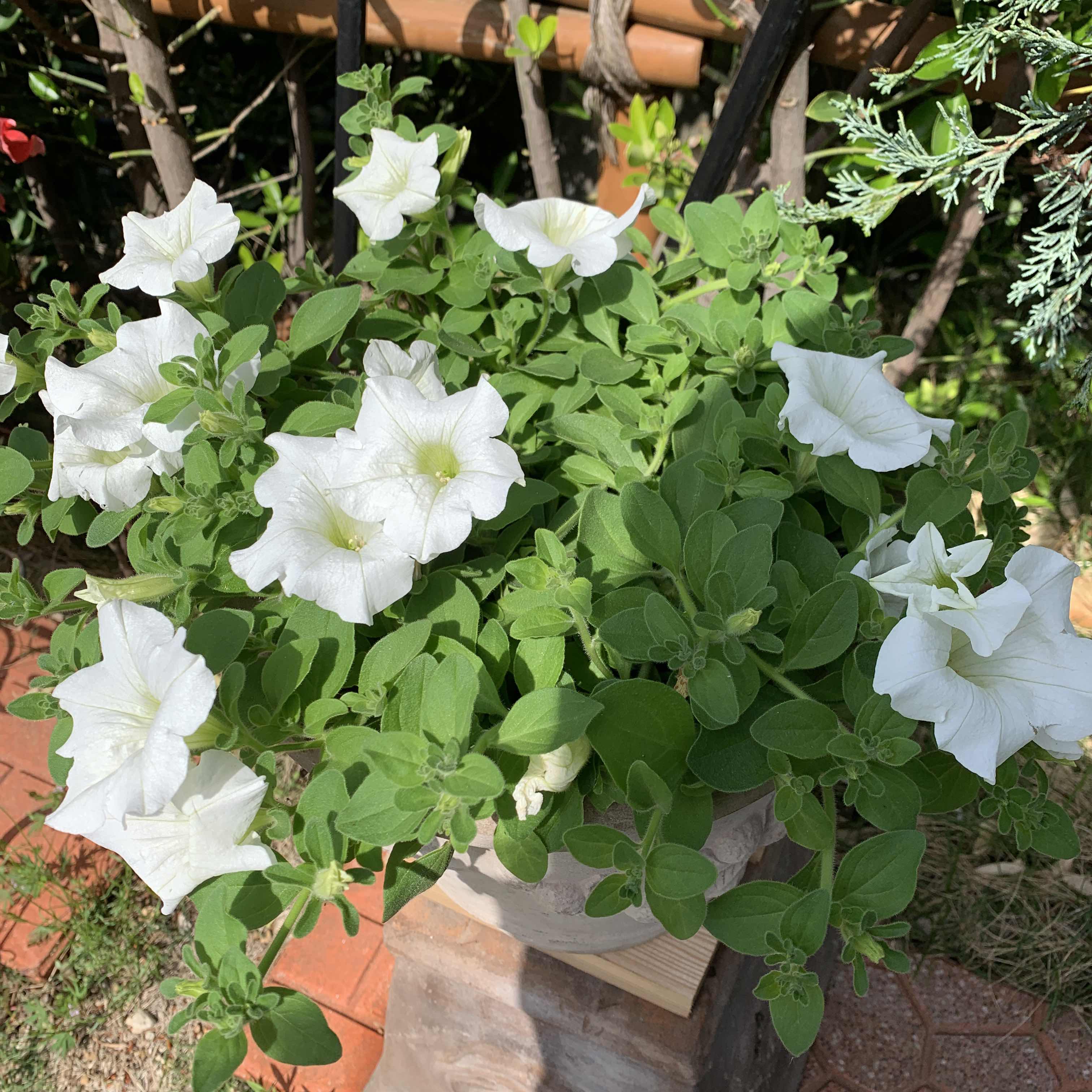 お砂糖