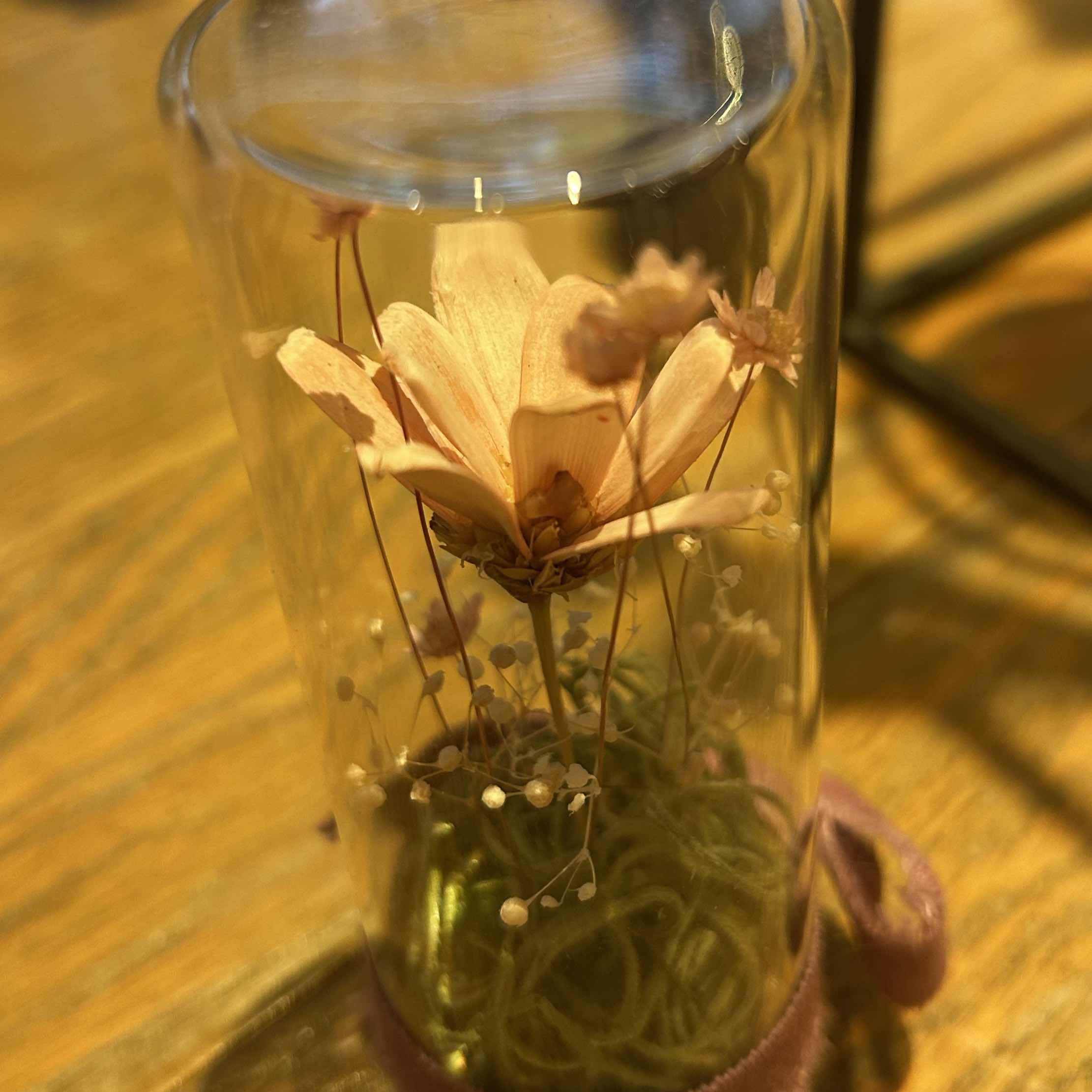 たんぽぽのわたげ