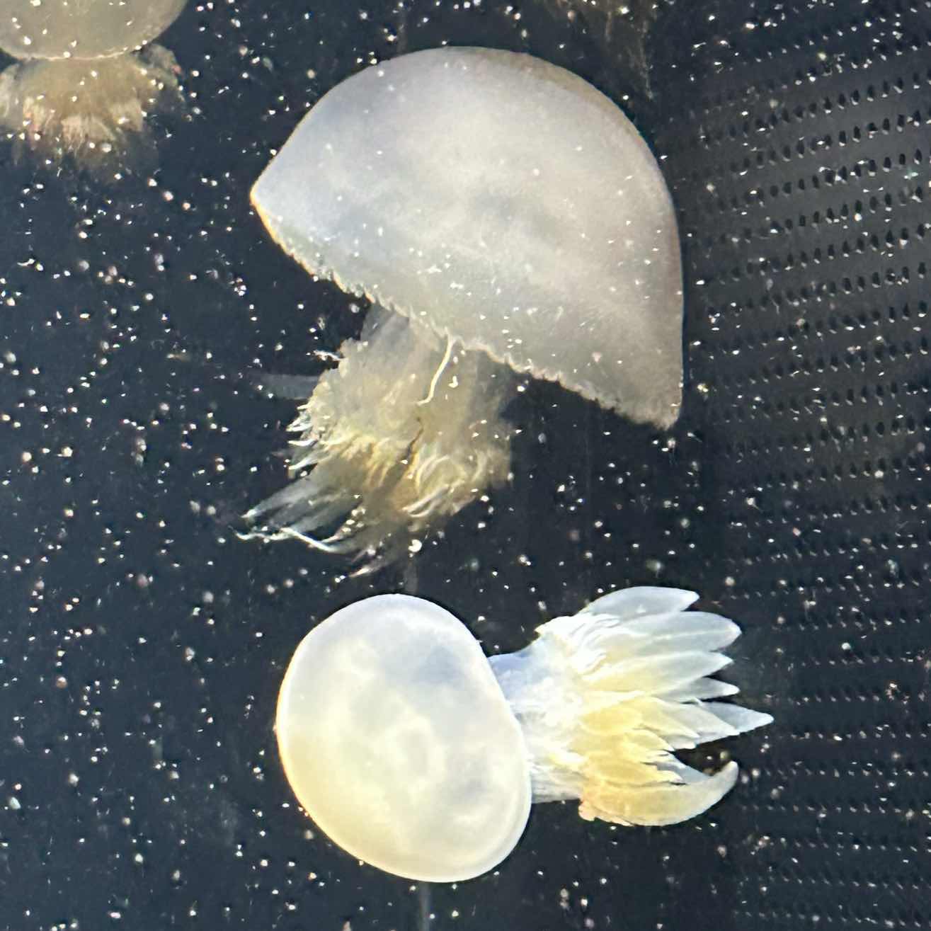 Ⅲ