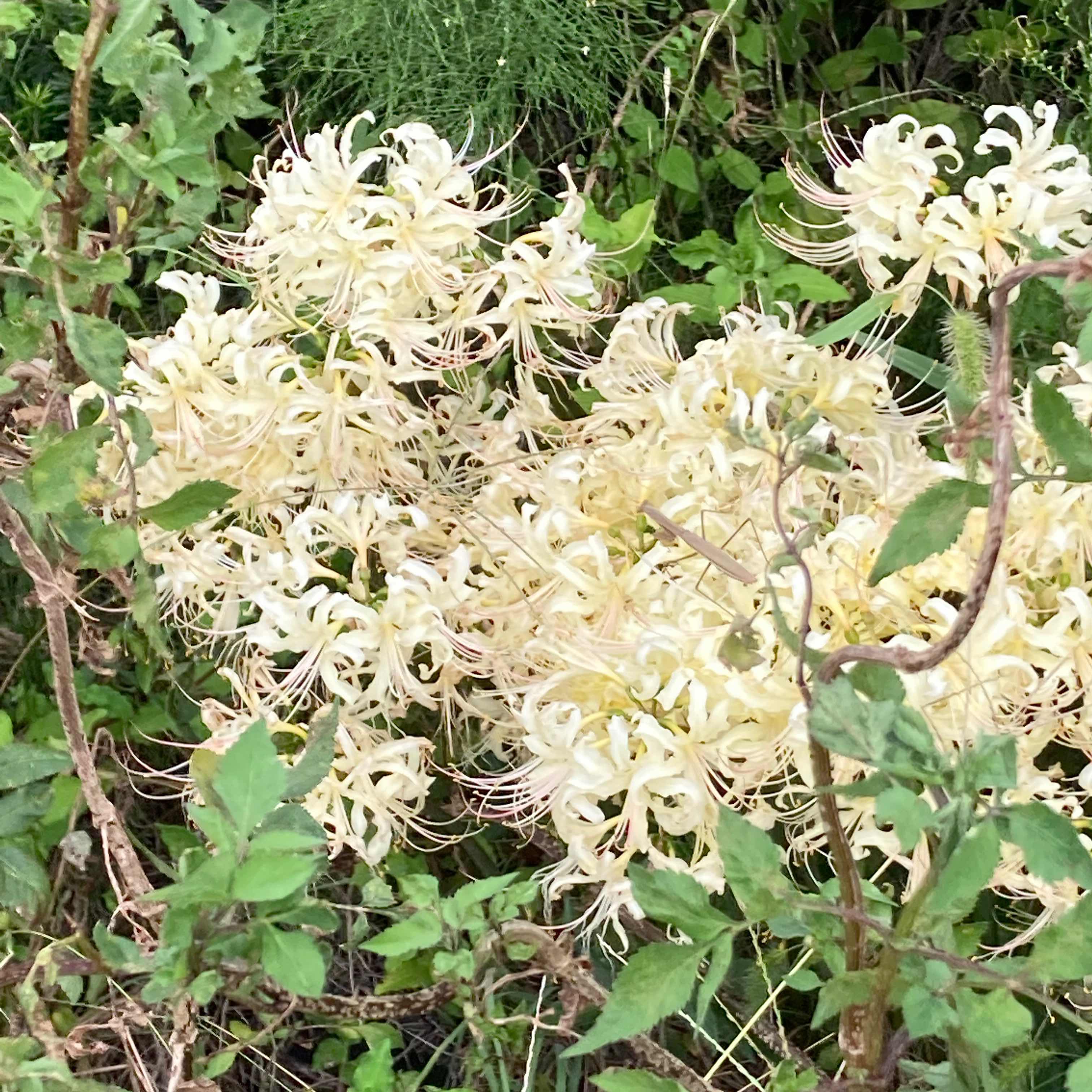 kuna