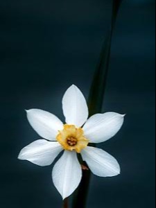 翠千の花の咲処