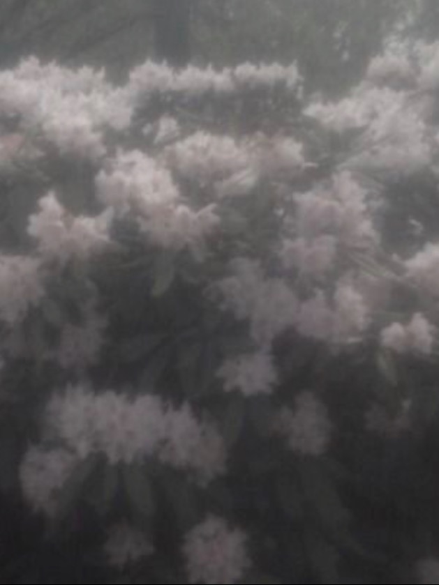 儚い彼の為に、境界線を超える。