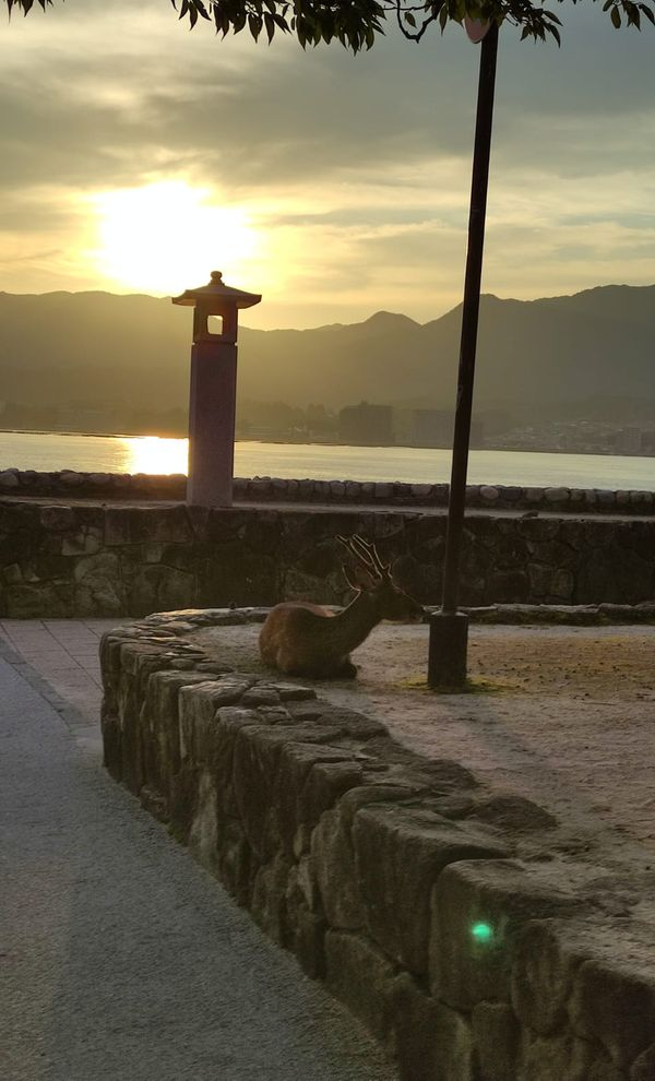 Oradan Miyajima Adası, ve geyikler!