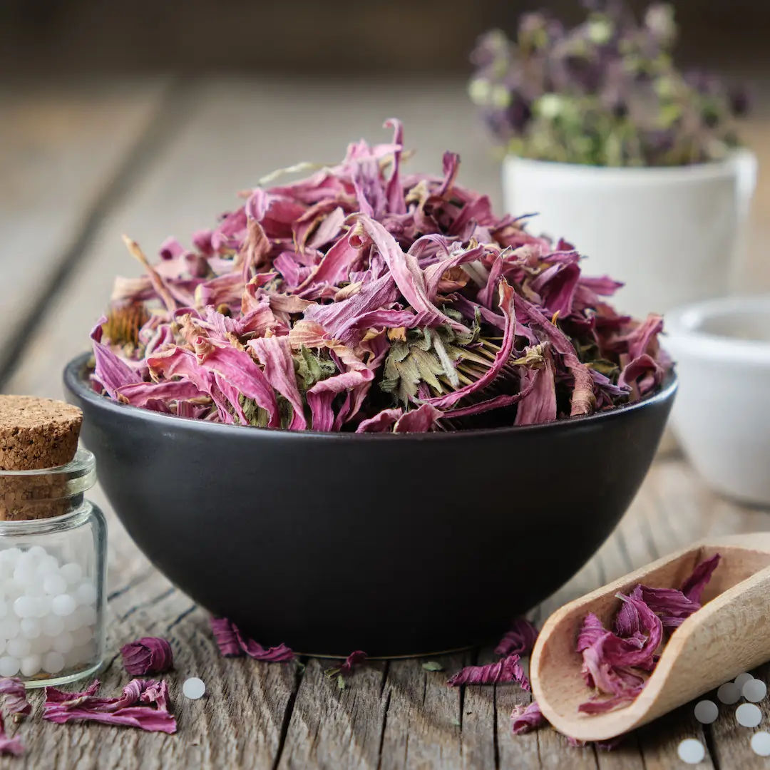 Échinacée — actif naturel Nuellia pour l'immunité