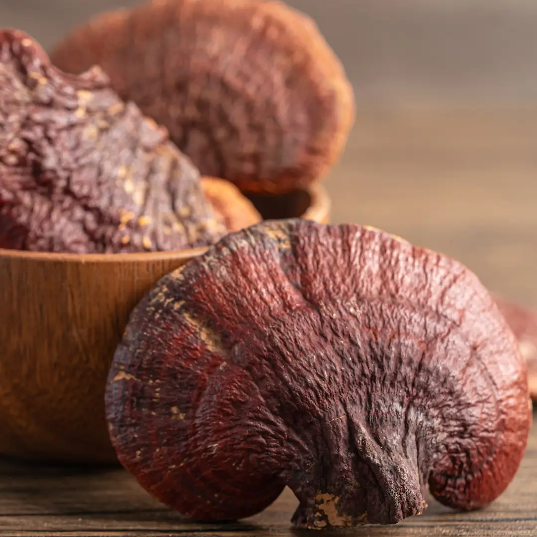 Reishi — actif naturel Nuellia pour l'immunité