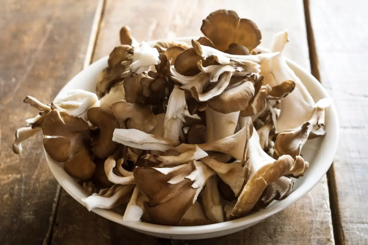 Le maitake : Un champignon médicinal aux multiples bienfaits
