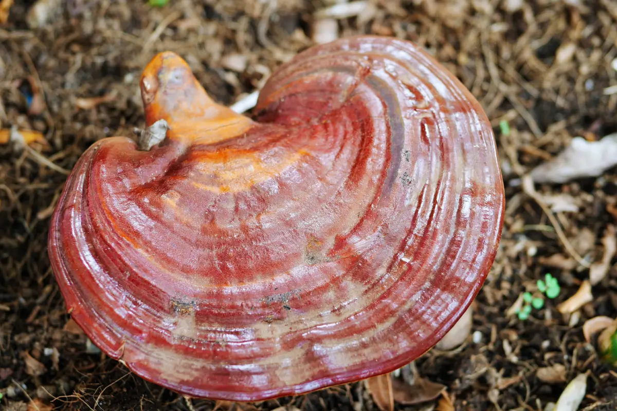Reishi (Ganoderma) : Bienfaits, Science et Guide Complet