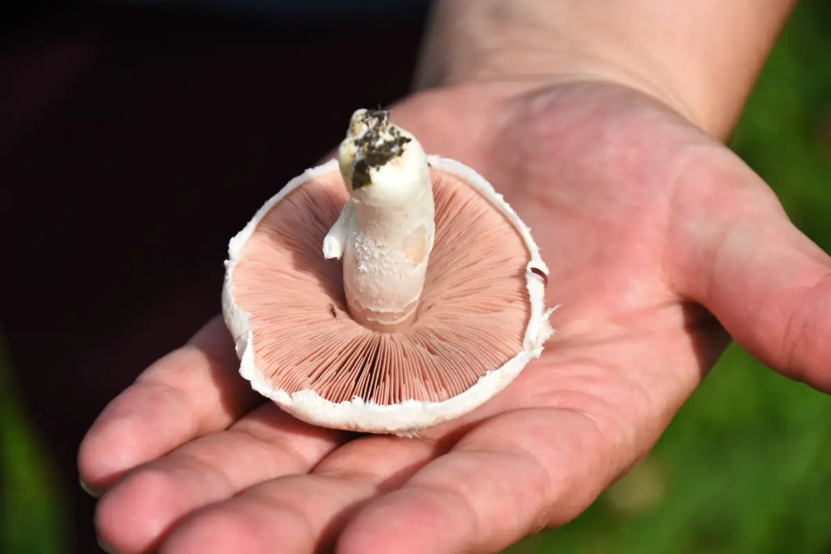 Reishi, Shiitake, Maitake : le secret de la mycothérapie pour calmer l'inflammation et la fatigue de la ménopause