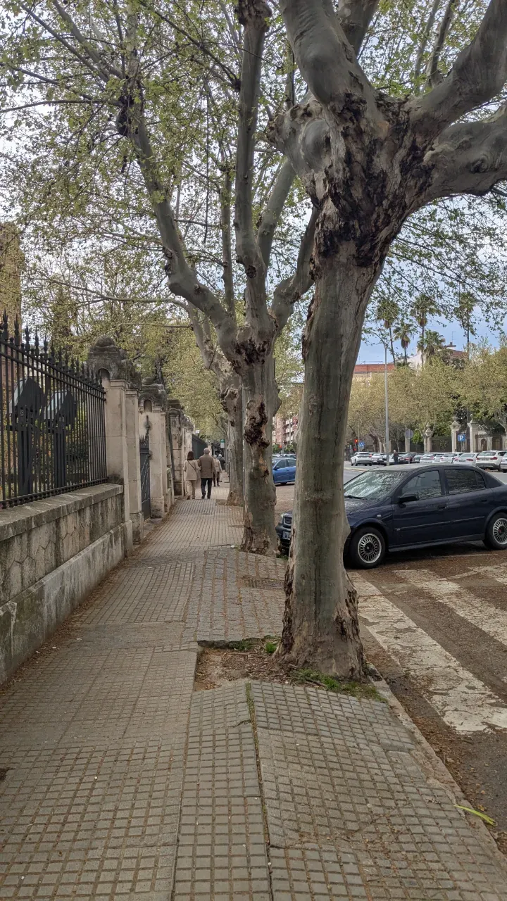Acera dañada en Ciudad Jardín Acera deteriorada en Avda. Medina Azahara, Córdoba. Baldosas levantadas por raíces de árboles dificultan el paso peatonal. Problema de infraestructura.