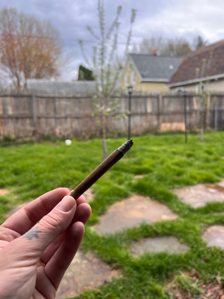 Gmo Punch strain