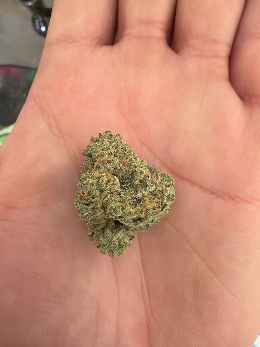 Pearl Cannabis Blue Lobster