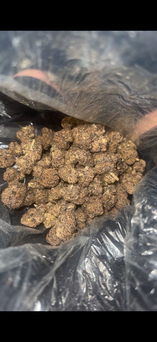 Lcc strain