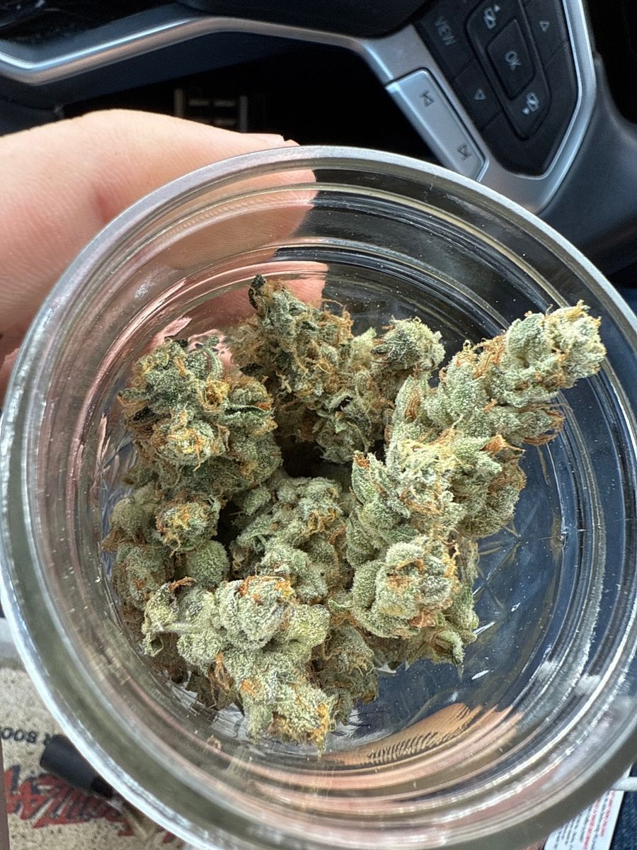 Gmo strain
