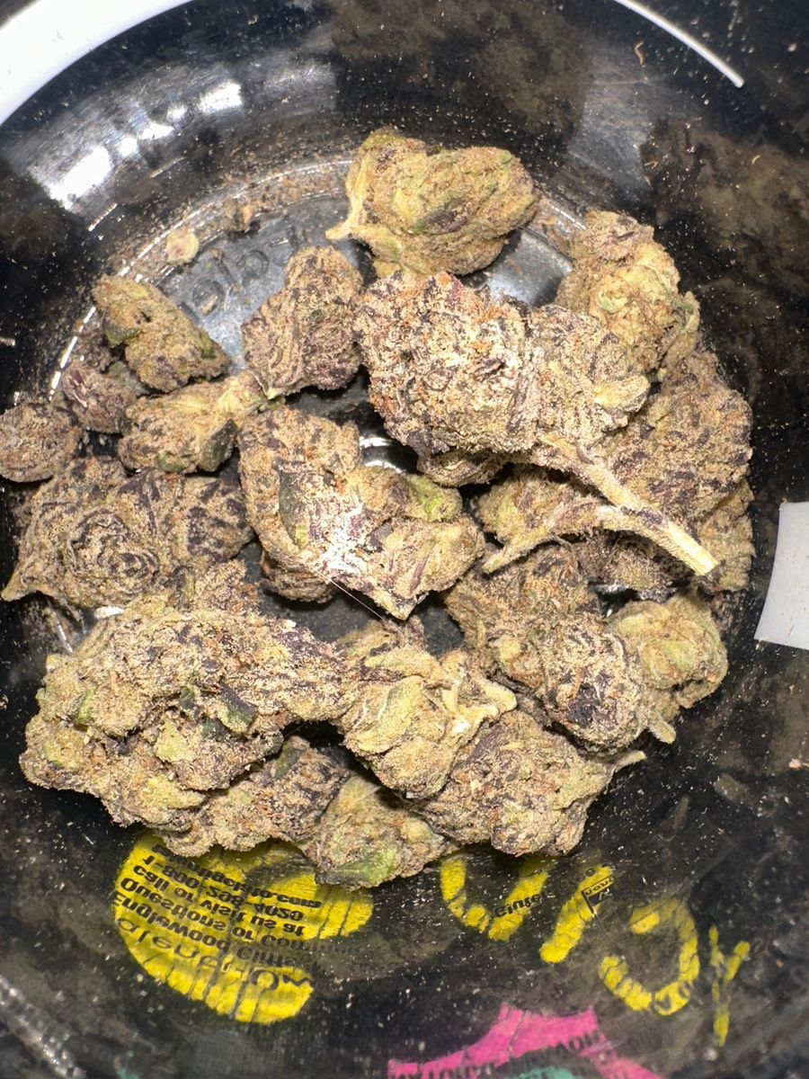 Tropicongo strain