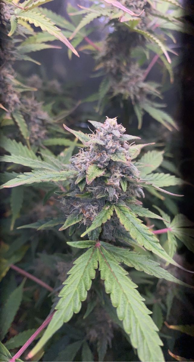 Unknown Blueberry