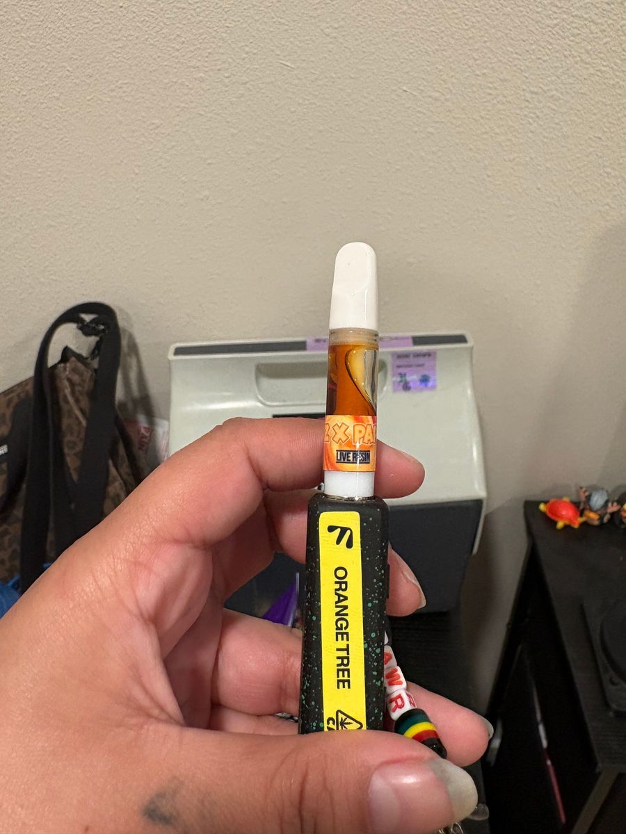Tmz X Papaya strain