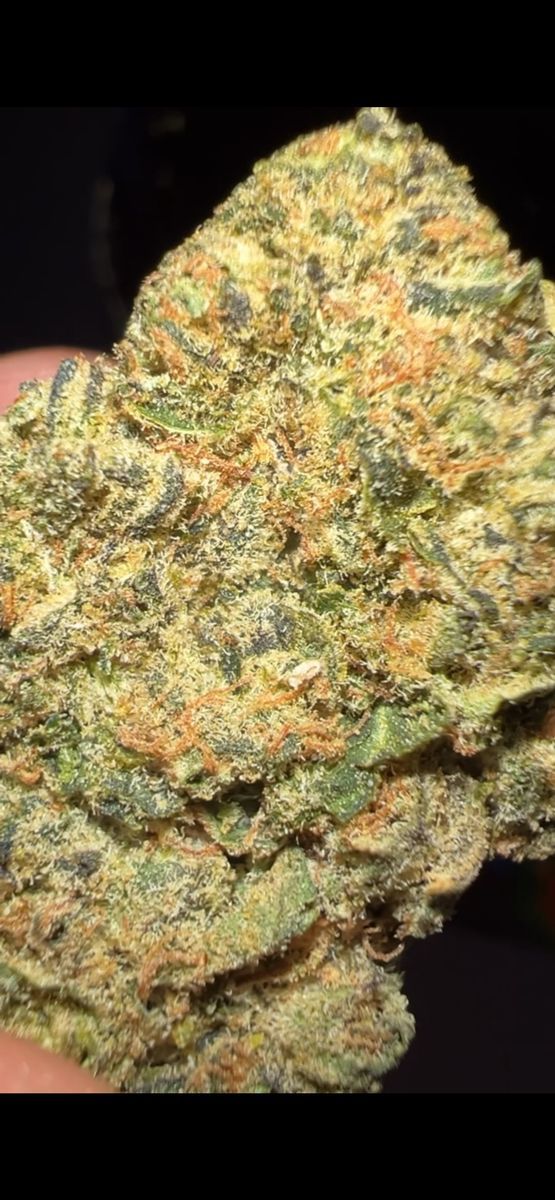 Zutopia strain