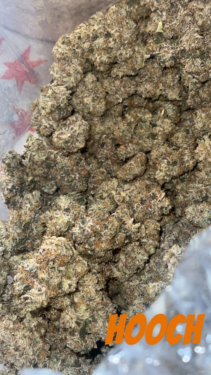 Hooch strain