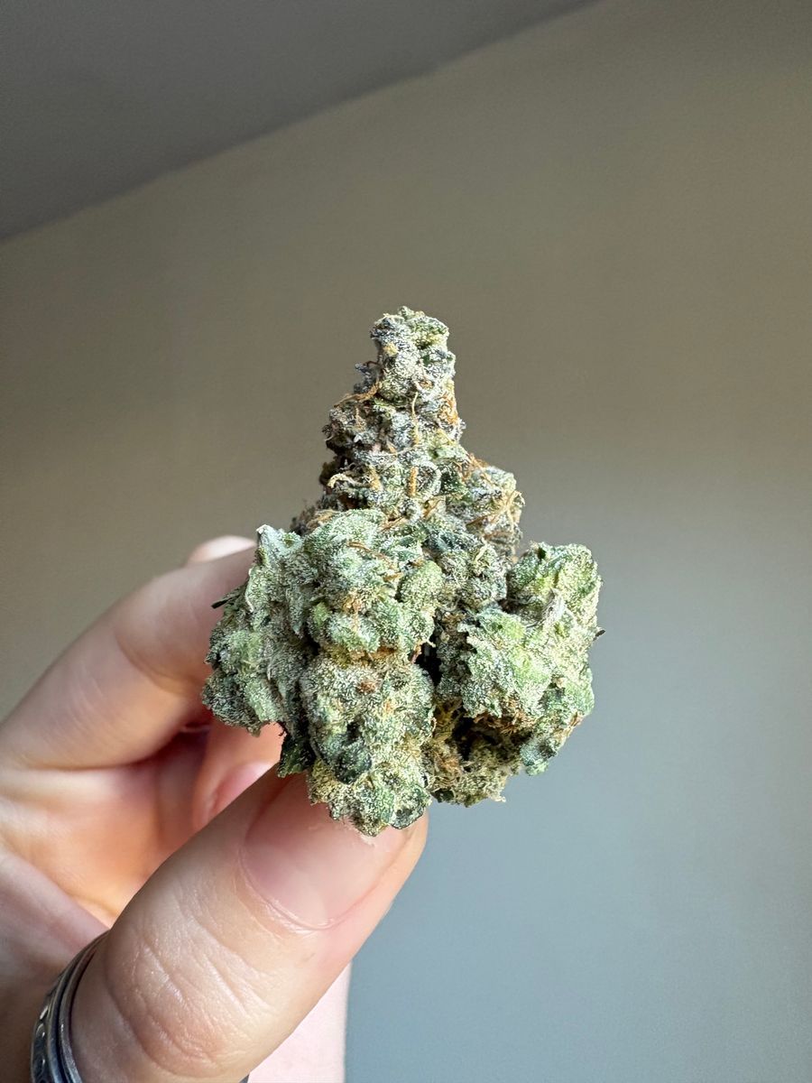 Crescendo strain