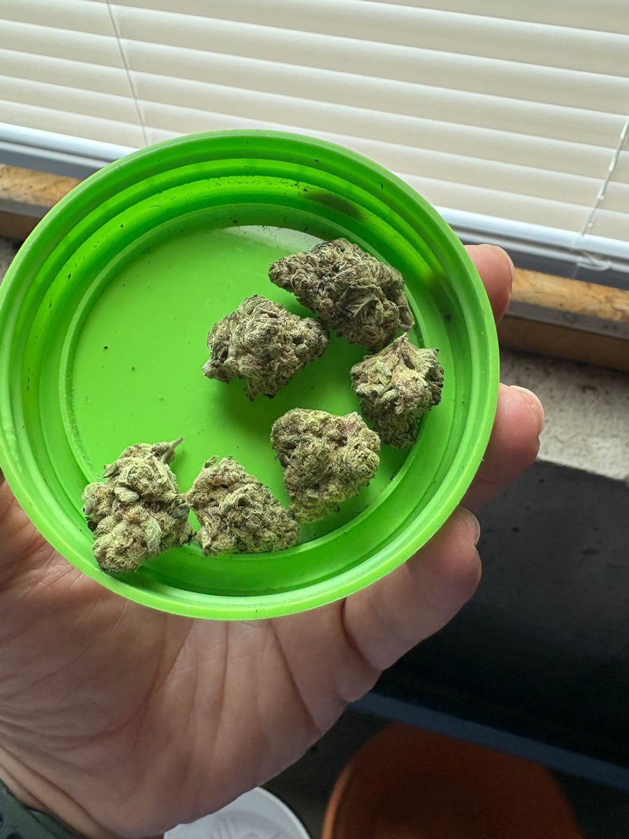 Vertical Cannabis brand
