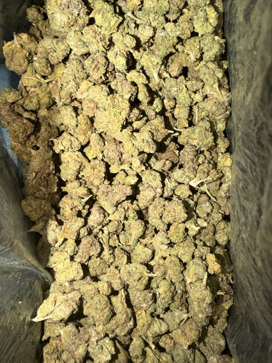 Tangie strain