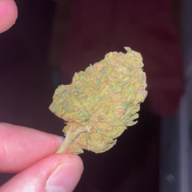 Space Black Cherry strain