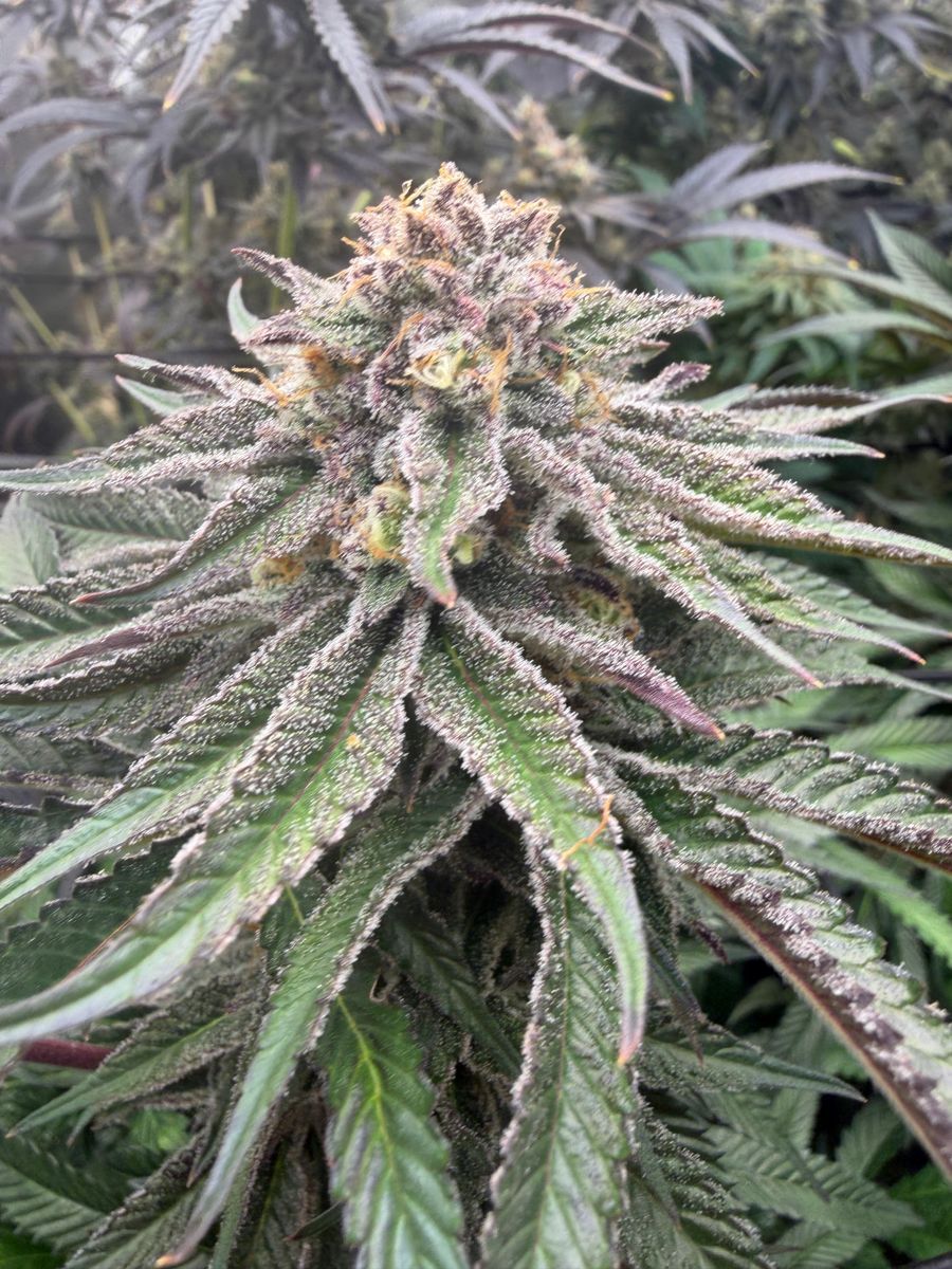 Mimosa Orange Punch strain