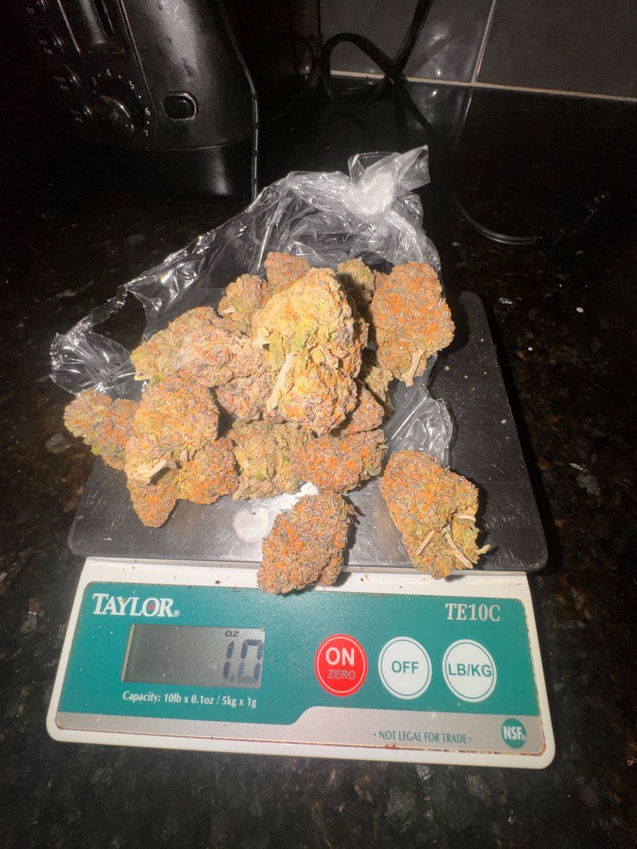 Plug Runtz