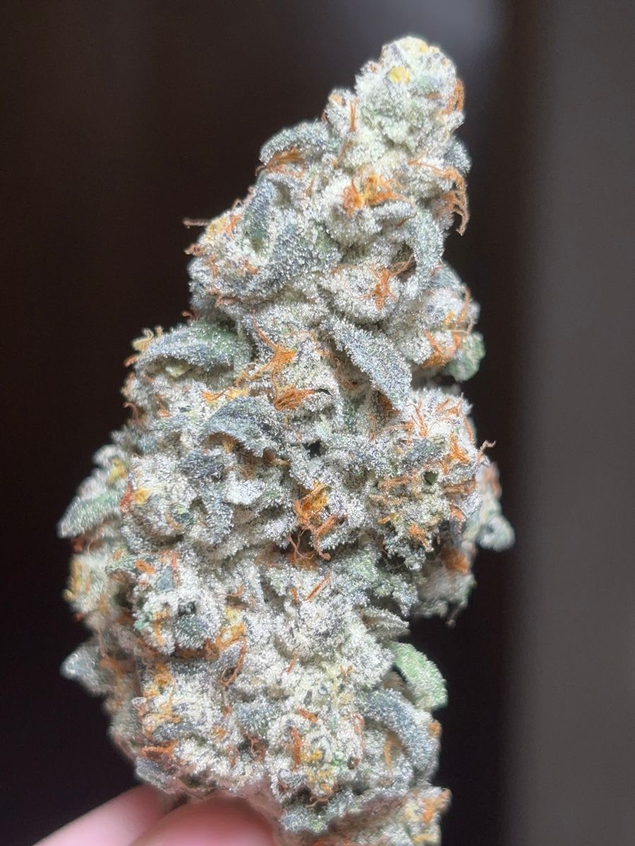Los Muertos strain