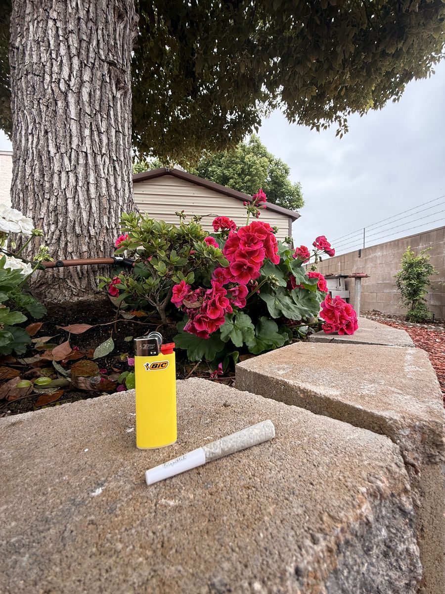 Wild Flower strain