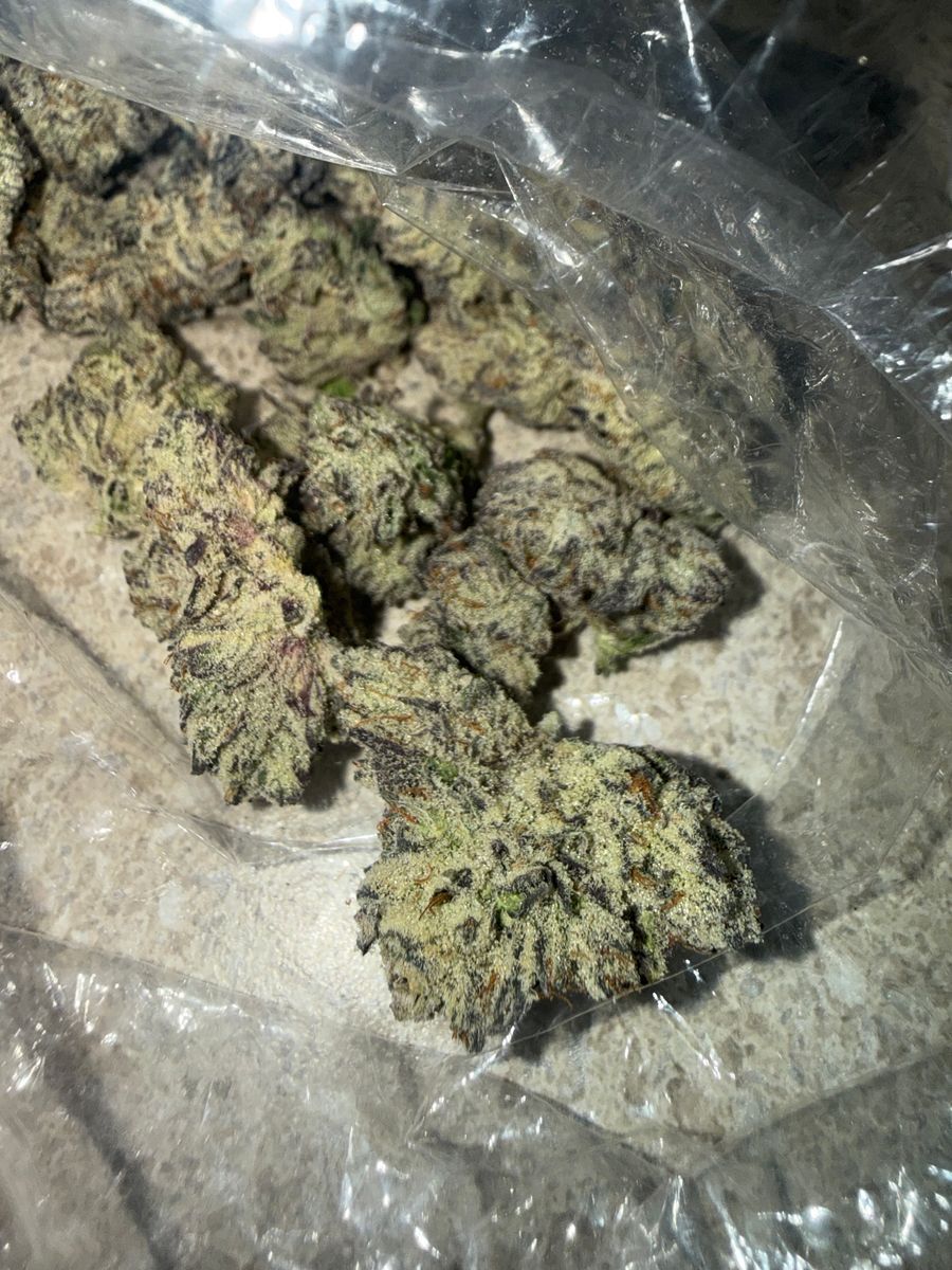 Rs11 X Dantes Inferno strain