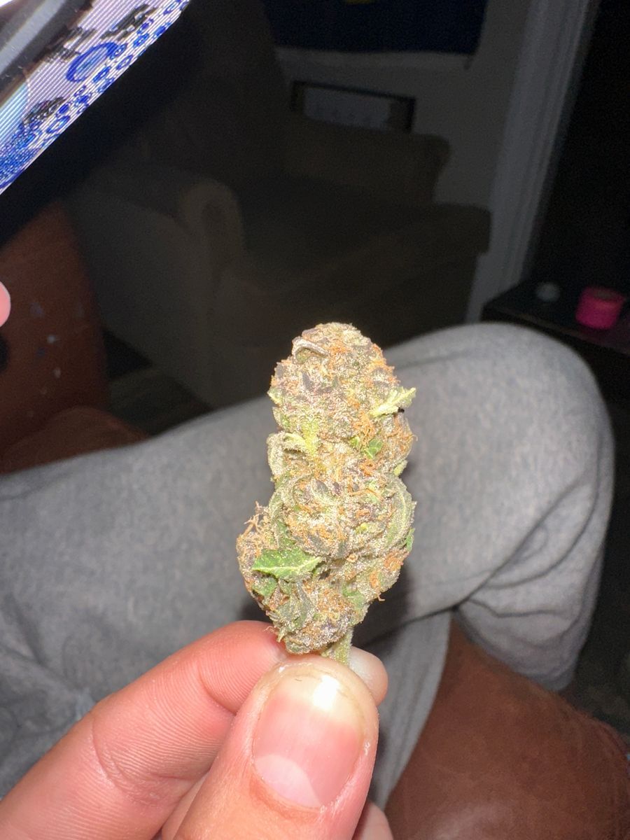 Troposanto #5 strain